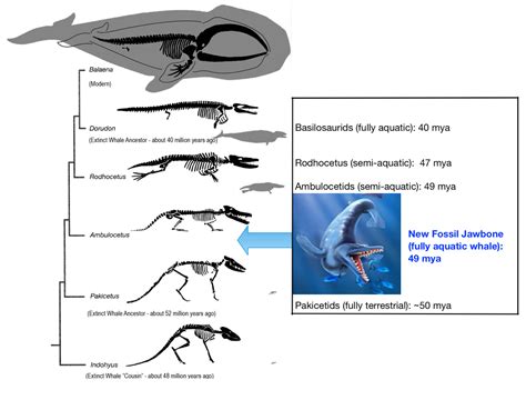 Analysis of the Post-chareidi Phenomenon : Whale Evolution and Skepticism