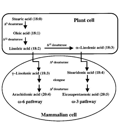 Desaturation and elongation steps for-6 and-3 fatty acids (Figure ...