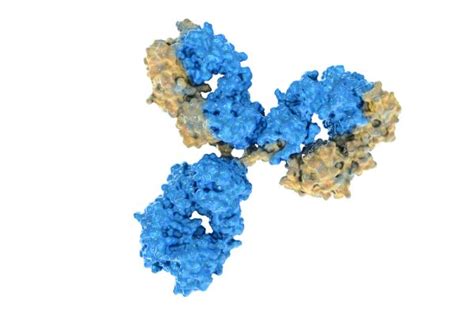 Mouse IgG2a isotype control antibody - The Native Antigen Company