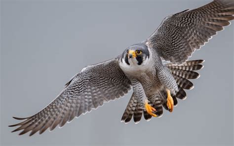 Peregrine Falcon vs Osprey: The Key Differences - IMP WORLD