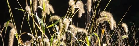 Foxtail Weed Control: How To Get Rid of Foxtails | DIY Foxtail Weed ...