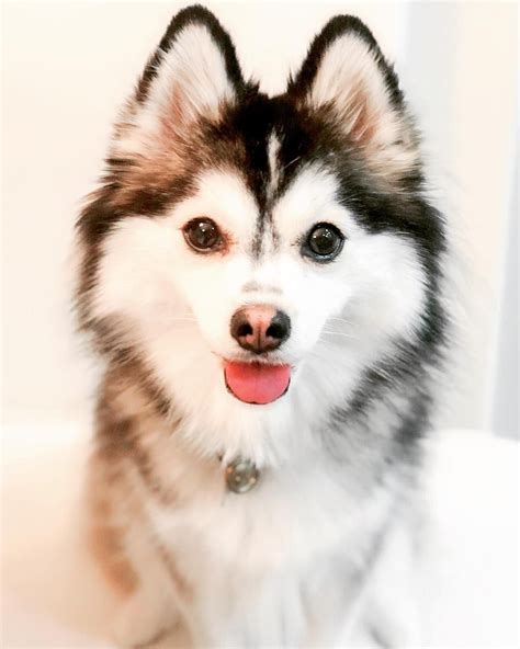 Pomsky Dog Breed Information & Pictures | Pomeranian Husky Mix | Pomsky ...