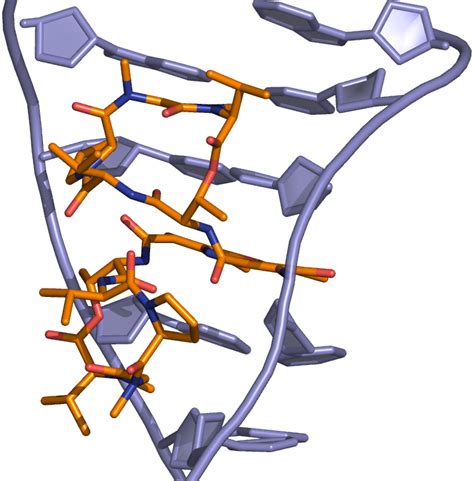 Actinomycin Dna Binding - Acridine Orange Binding To Dna Clipart - Full ...