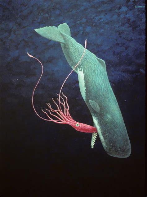 Sperm Whale and Giant Squid Painting by Richard Ellis - Fine Art America