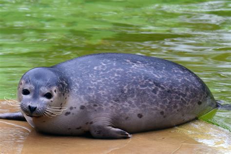 Foca - ecologia, características, fotos - Animais - InfoEscola