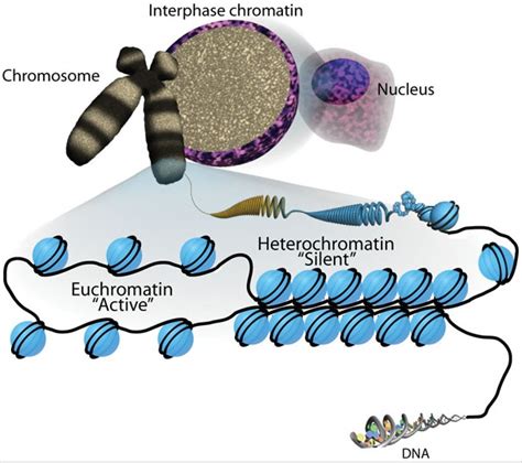 Chromatin