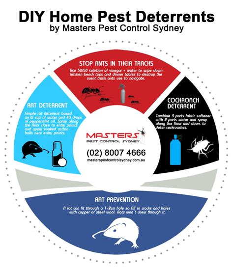 Rats Pest Control in Sydney | Masters Pest Control Sydney