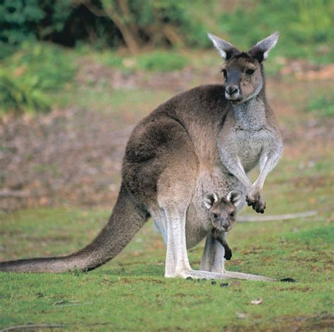 Guide to Australia’s animals – Tourism Australia