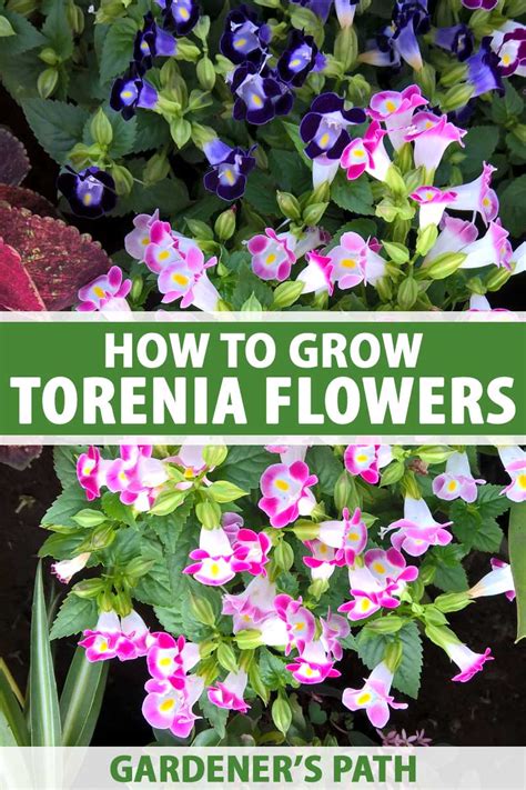 How to Grow and Care for Torenia (Wishbone) Flowers | Gardener’s Path