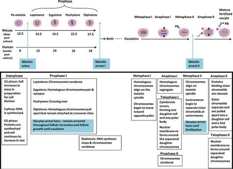 Meiosis in oocytes. Stages and phases of mammalian meiosis, including ...