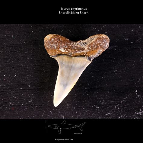 Isurus oxyrinchus shark teeth - Highlander Fossils