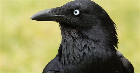 Australian Raven Bird Facts (Corvus coronoides) | Birdfact