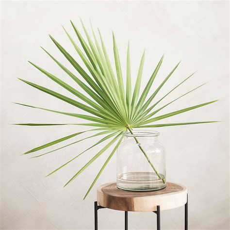 Fresh Tropical Palmetto Stems | Terrain | Plants, Tall indoor plants ...