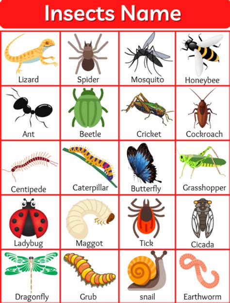 Laminated Insects Chart for Kids, Learners and Educators, Colorful ...