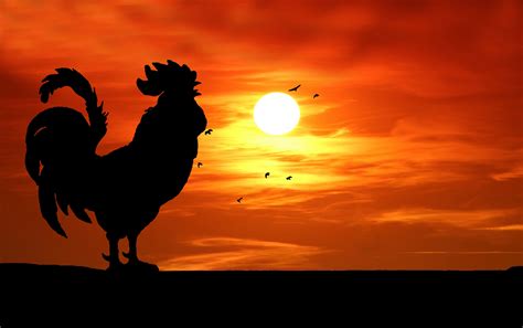 Rooster Silhouette Crowing Sunrise Free Stock Photo - Public Domain ...