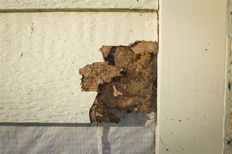 How Can You Determine the Extent of Termite Damage Within Your Walls