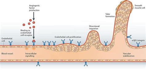 2 Cellular and molecular interactions during angiogenesis. Angiogenesis ...