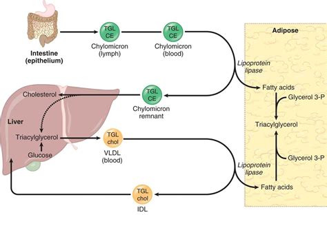 Lipid Transport - Lipid and Amino Acid Metabolism - MCAT Biochemistry ...