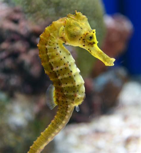 Nikoncole= Nikon + Niccole: Monterey Bay Aquarium Part 3: Seahorses