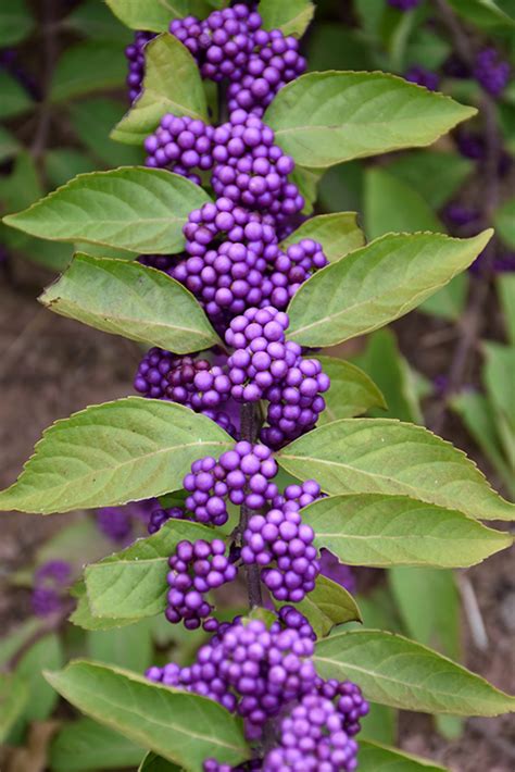 Purple Beautyberry (Callicarpa dichotoma) in Naperville Aurora Batavia ...