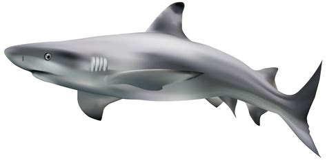 Realistic Shark Png Clipart Best Web Clipart | Images and Photos finder