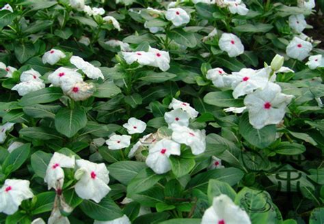 Catharanthus Roseus Seeds 40pcs, Madagascar Periwinkle, Cape Periwinkle ...