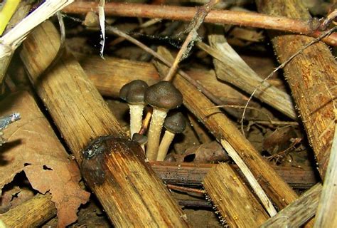 Shroomery - Psilocybe ovoideocystidiata