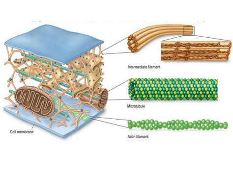 Cytoskeleton