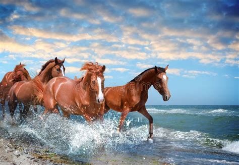 Wild Horses Running On The Beach