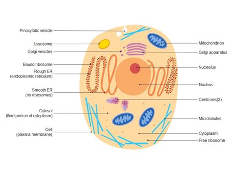 Fantastic Tips About How To Draw Biology Diagrams - Motorstep