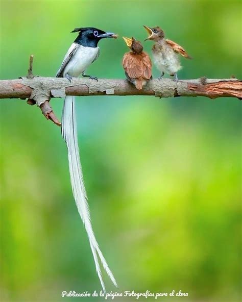 Ghim của YELIS trên ANIMAL KINGDOM - BIRDS