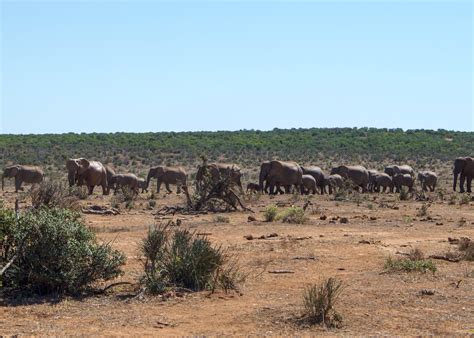 Addo Elephant National Park - Complete Visitors Guide