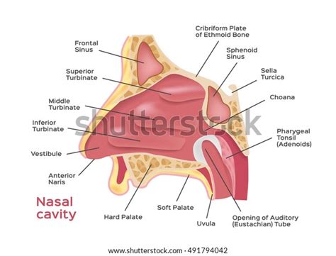 875 Human nose diagram: immagini, foto stock e grafica vettoriale ...