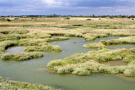 Plants found on salt marshes - Virily