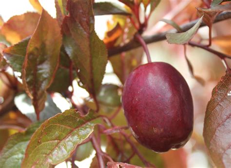 Plum Trees — Sunnyside Nursery