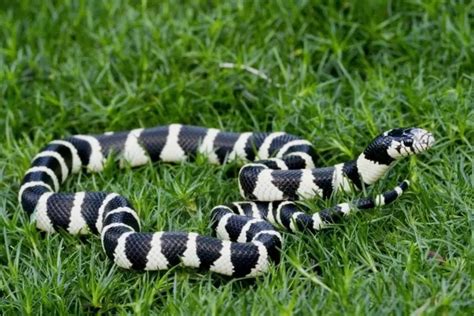 Top 15 King Snake Morphs (With Pictures) - ReptileHow.com