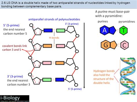 [DIAGRAM] Dna Replication Diagram Labeled - MYDIAGRAM.ONLINE