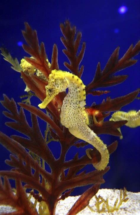 Marine Habitats: Seahorses and Turtles | Squizzes | Beautiful sea ...