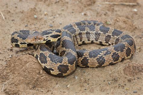 Eastern Foxsnake (The Snakes of Ontario) · iNaturalist