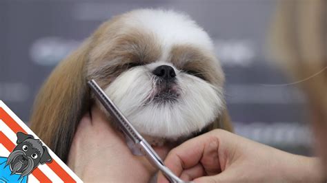 Show Me How To Groom A Shih Tzu - Shih Tzu Dog