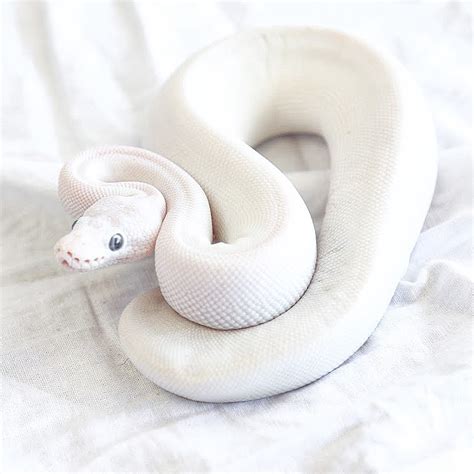 Female Blue Eyed Leucistic Ball Python – V Reptiles