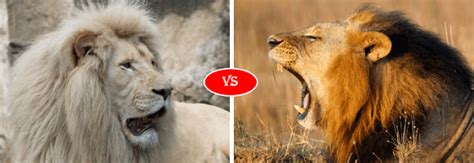 Asiatic lion vs African lion fight comparison- who will win?