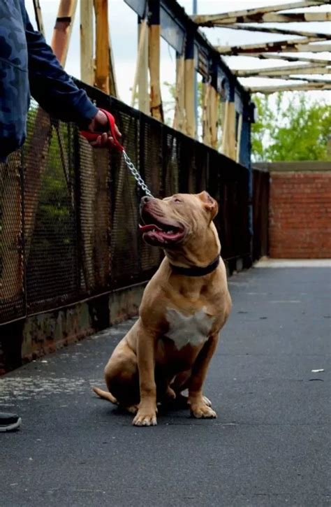 XL bully event could see 100 dogs gather to show they're 'fantastic ...