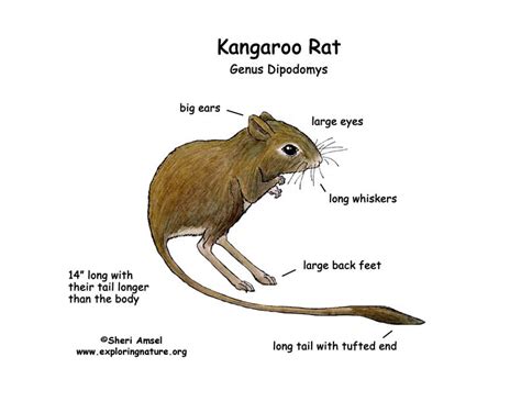 Rat: Kangaroo Rat Adaptations