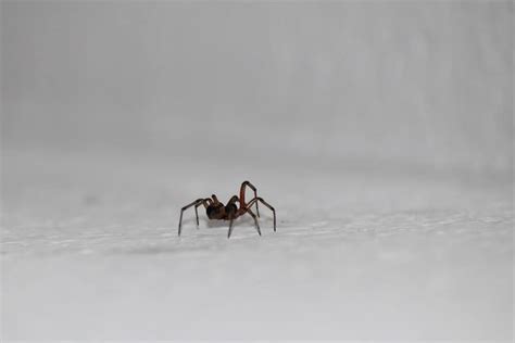 5 Facts About House Spiders That Might Make You Hate Them Less - Brightly