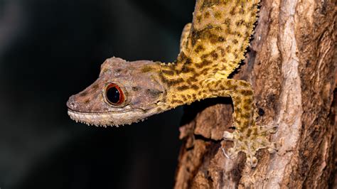 Oakland Zoo | Henkel's Leaf-Tailed Gecko/Fringed Leaf-Tailed Gecko