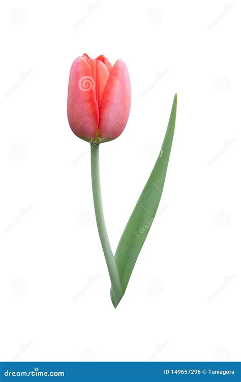 Beautiful One Red Tulip Flower on a White Background. Stock Photo ...