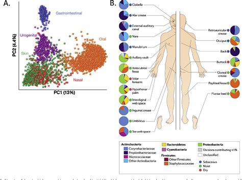 [PDF] Functions of the skin microbiota in health and disease ...