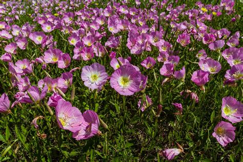 Mexican Primrose Weed Management: How To Get Rid Of Mexican Primrose Plants