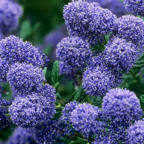 Ceanothus Puget Blue | Evergreen shrubs, Plants, Shrubs